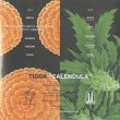 画像2: Tigga / CALENDULA (LP) (2)